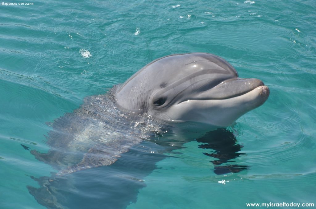Дельфинчик в Эйлате